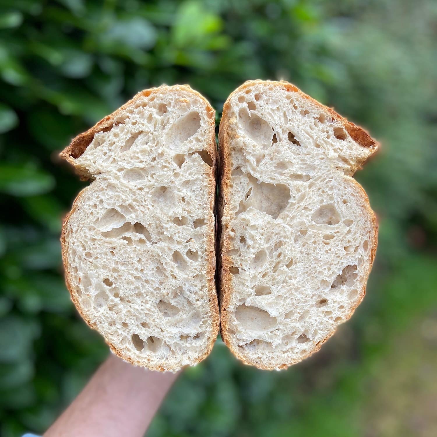 Inside of a sourdough loaf showing the holes and structure